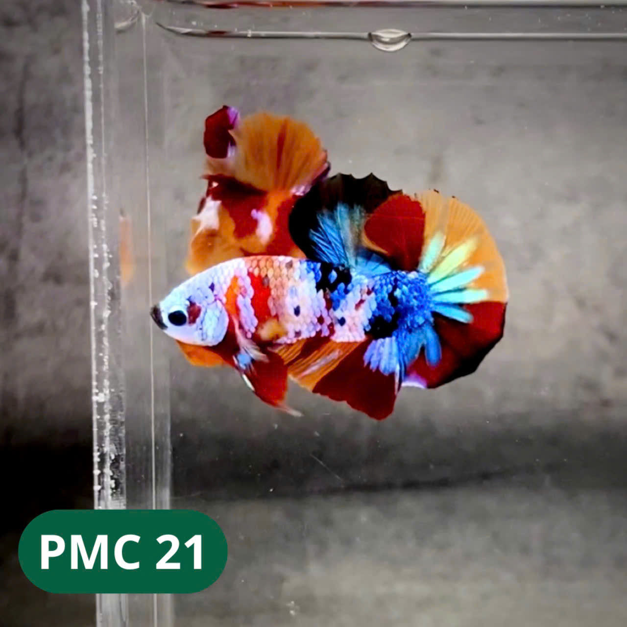 Multicolor Plakat Male Betta Fish |Show Grade| You Pick Fish