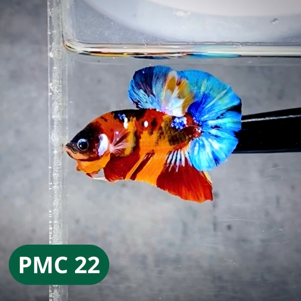 Multicolor Plakat Male Betta Fish |Show Grade| You Pick Fish