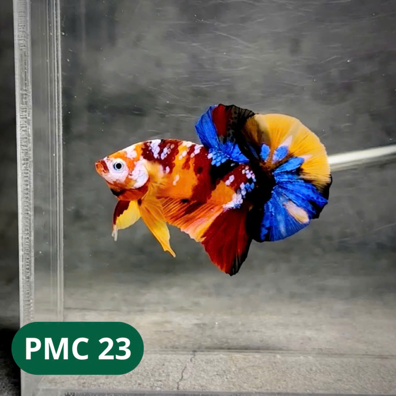 Multicolor Plakat Male Betta Fish |Show Grade| You Pick Fish
