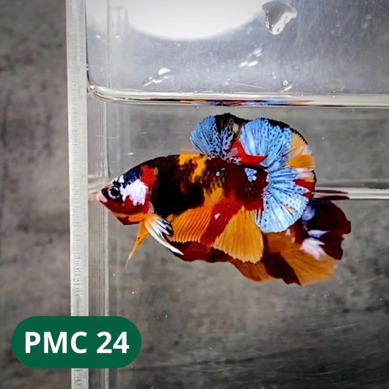 Multicolor Plakat Male Betta Fish |Show Grade| You Pick Fish