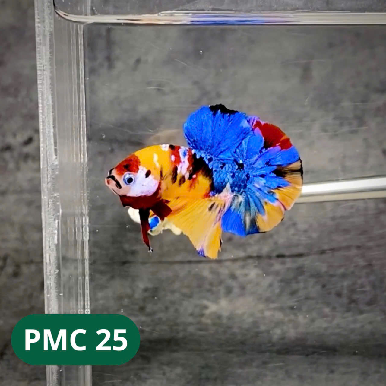 Multicolor Plakat Male Betta Fish |Show Grade| You Pick Fish