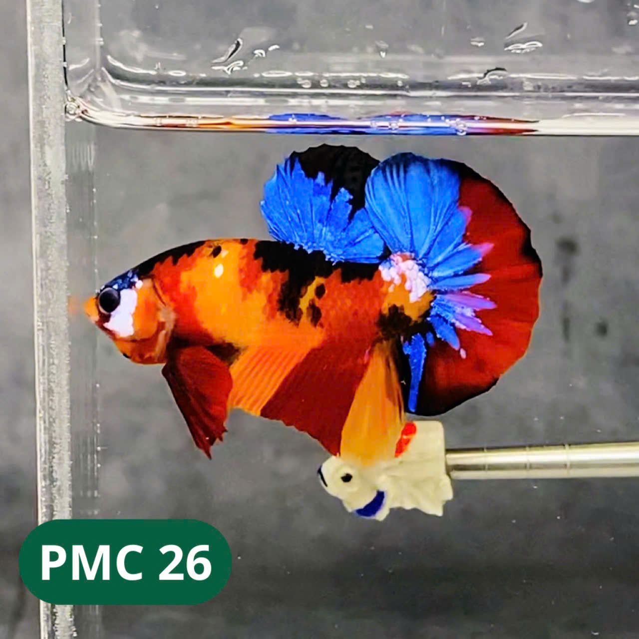 Multicolor Plakat Male Betta Fish |Show Grade| You Pick Fish