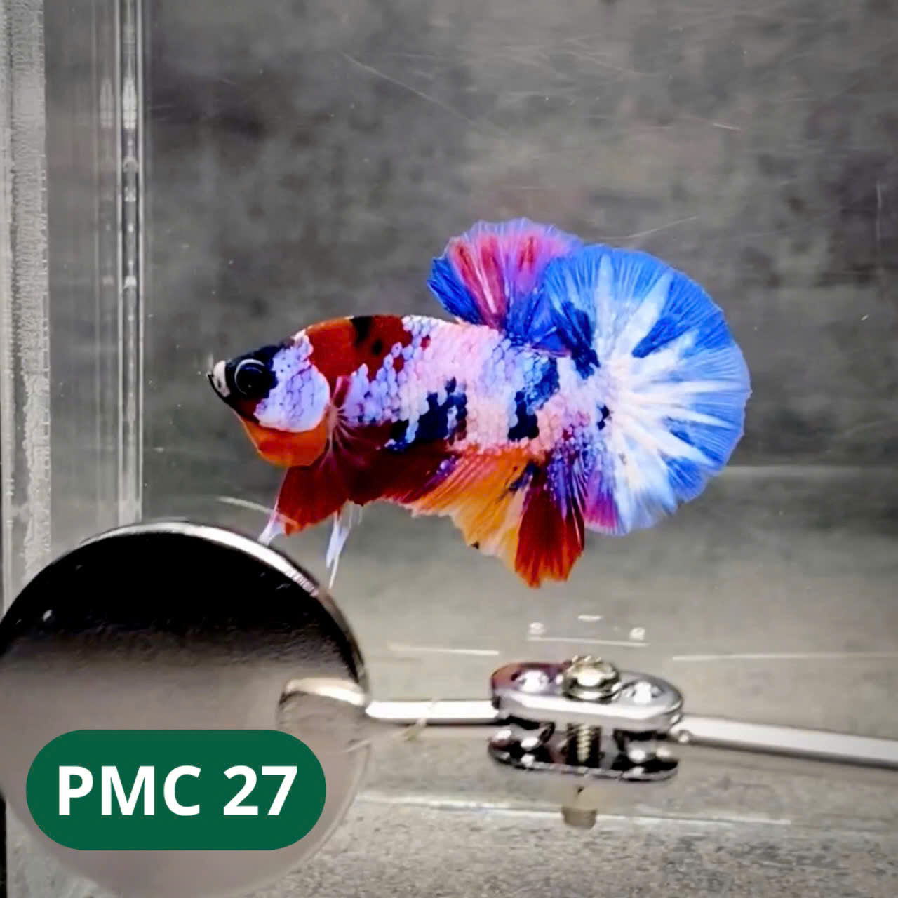 Multicolor Plakat Male Betta Fish |Show Grade| You Pick Fish