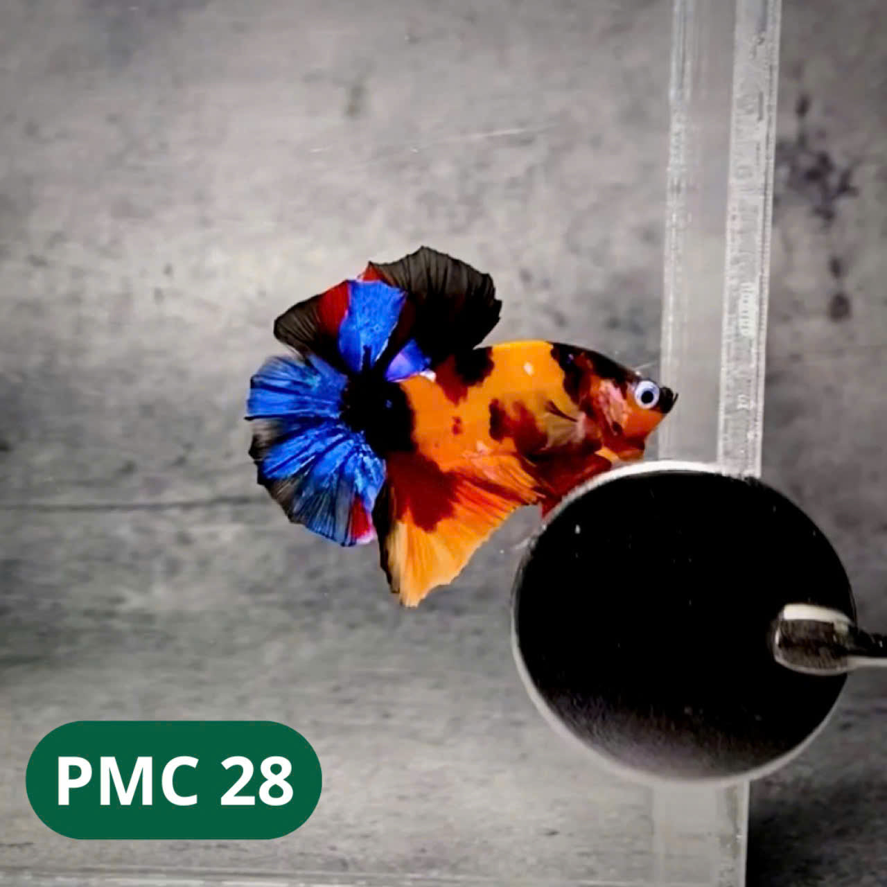 Multicolor Plakat Male Betta Fish |Show Grade| You Pick Fish