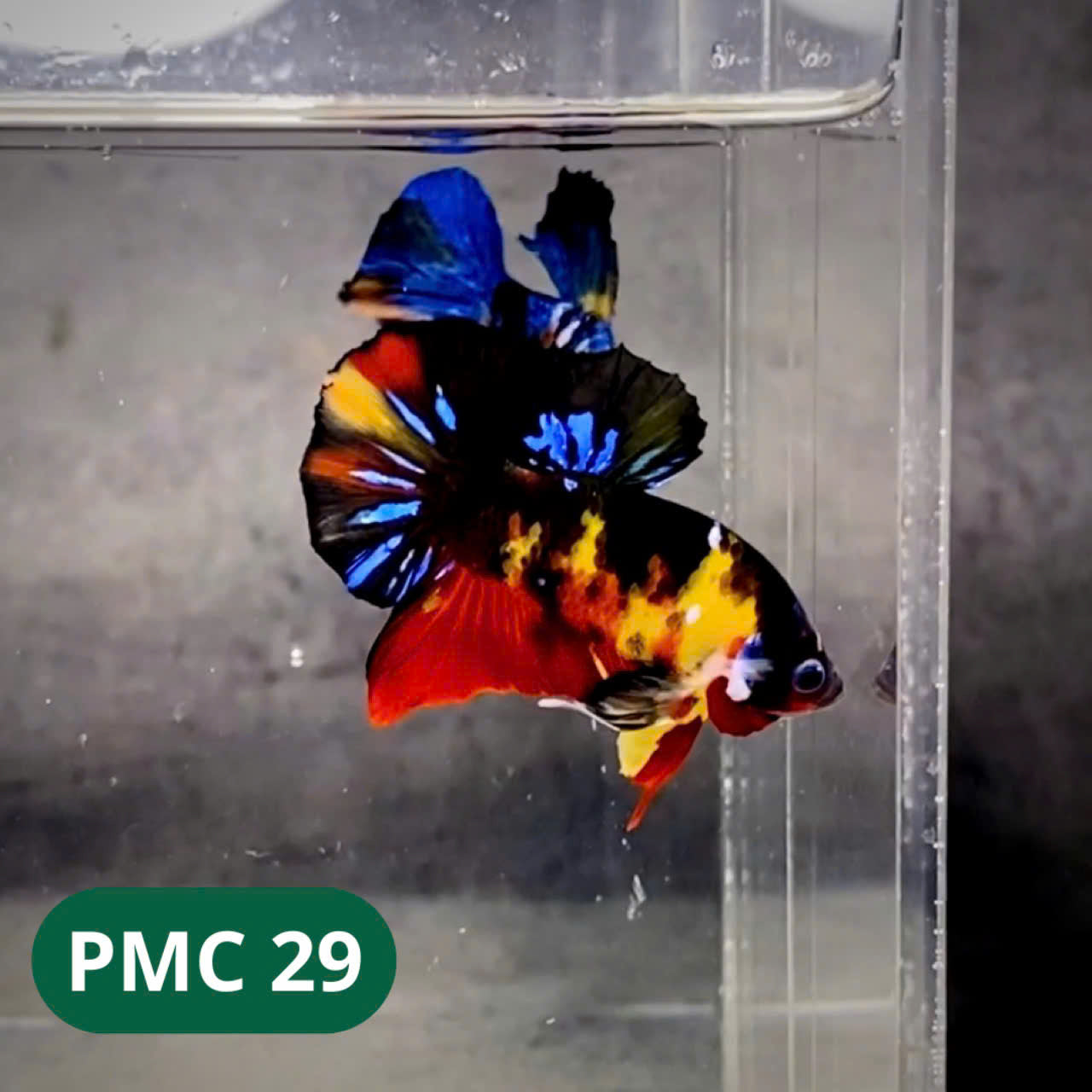 Multicolor Plakat Male Betta Fish |Show Grade| You Pick Fish