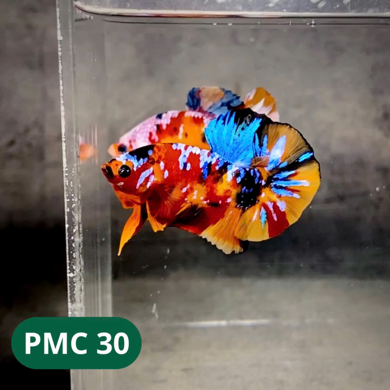 Multicolor Plakat Male Betta Fish |Show Grade| You Pick Fish