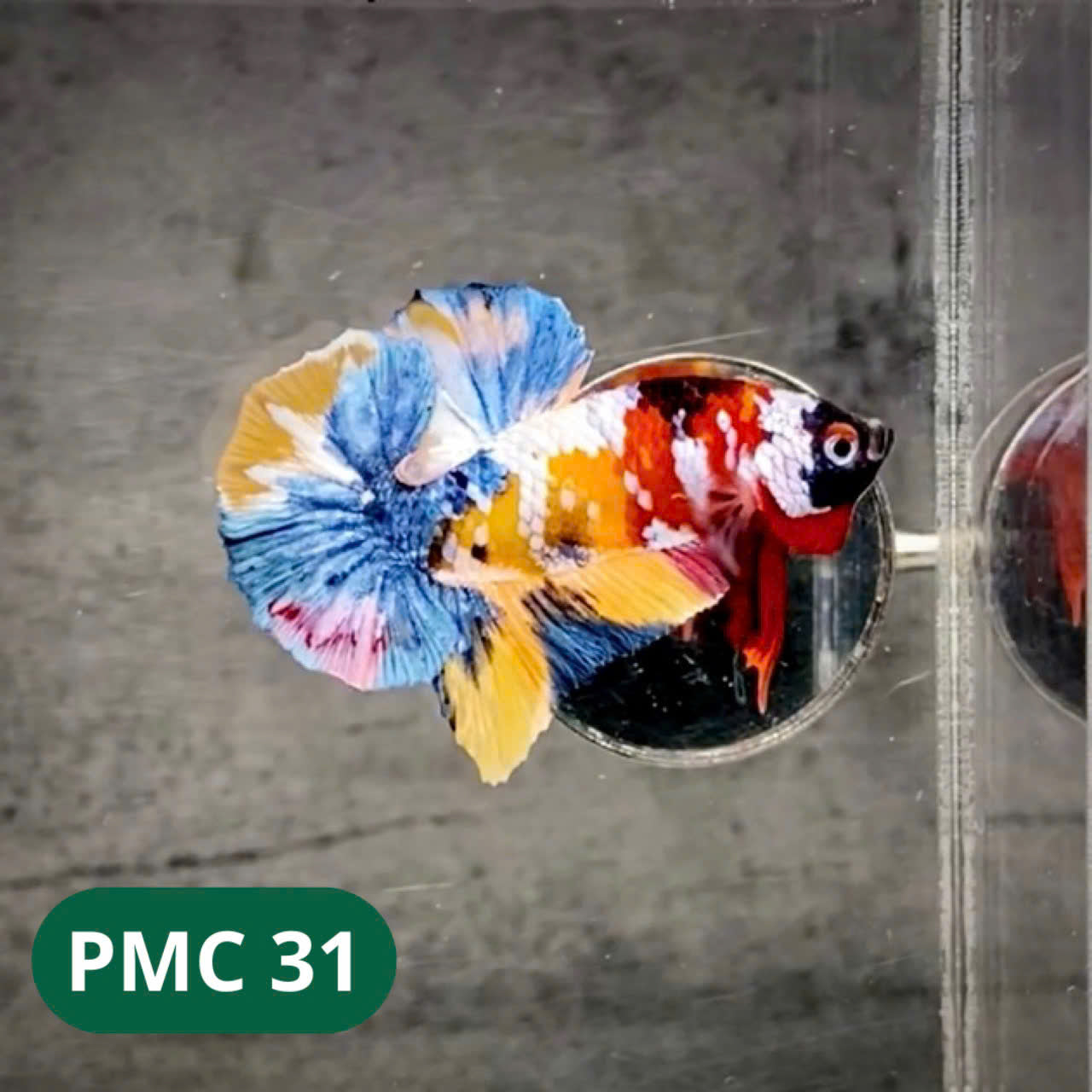 Multicolor Plakat Male Betta Fish |Show Grade| You Pick Fish
