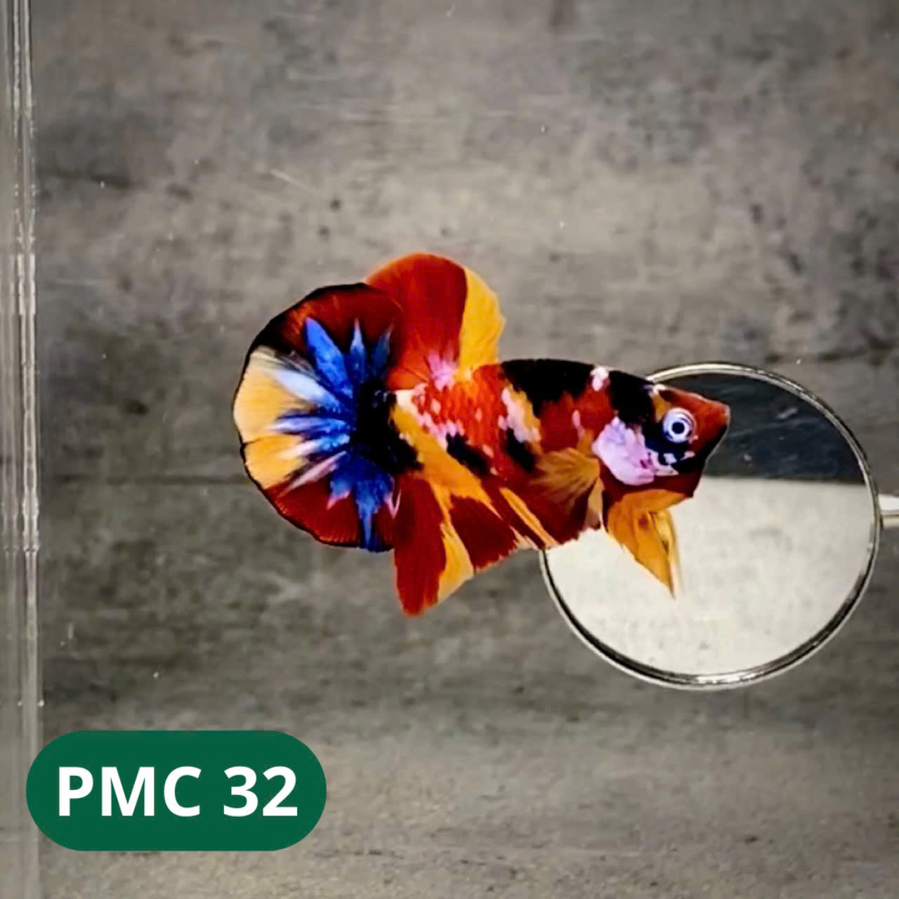 Multicolor Plakat Male Betta Fish |Show Grade| You Pick Fish