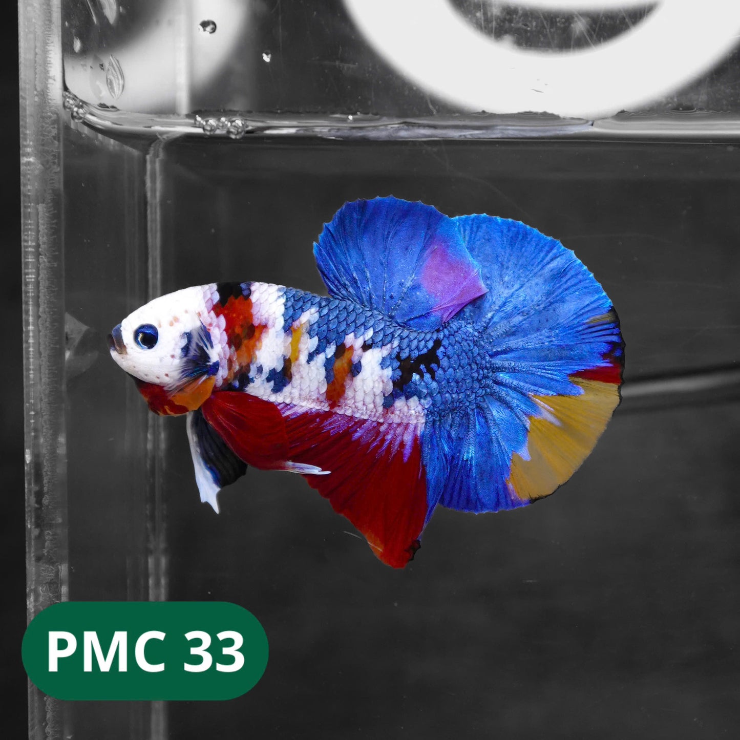 Multicolor Plakat Male Betta Fish |Show Grade| You Pick Fish