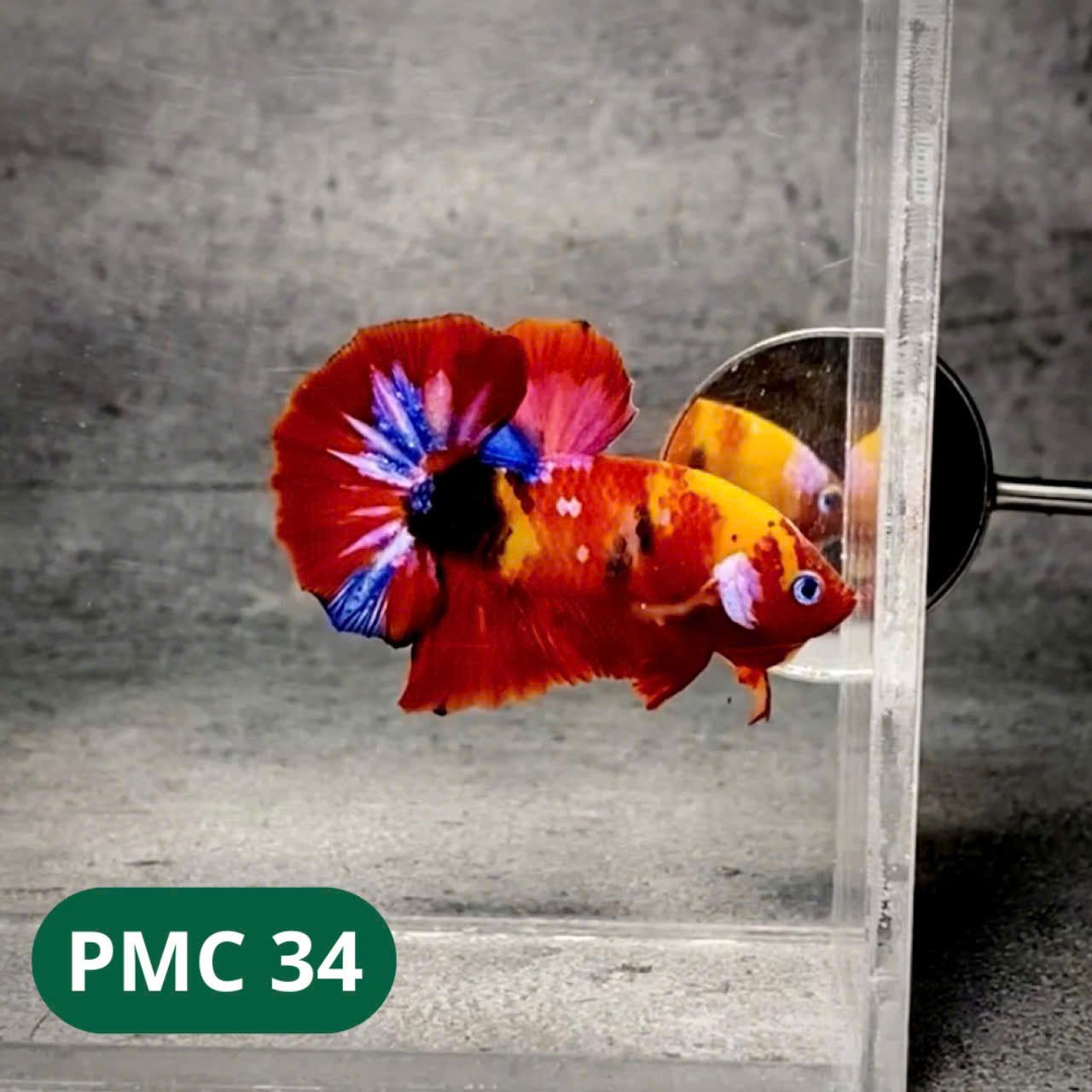 Multicolor Plakat Male Betta Fish |Show Grade| You Pick Fish