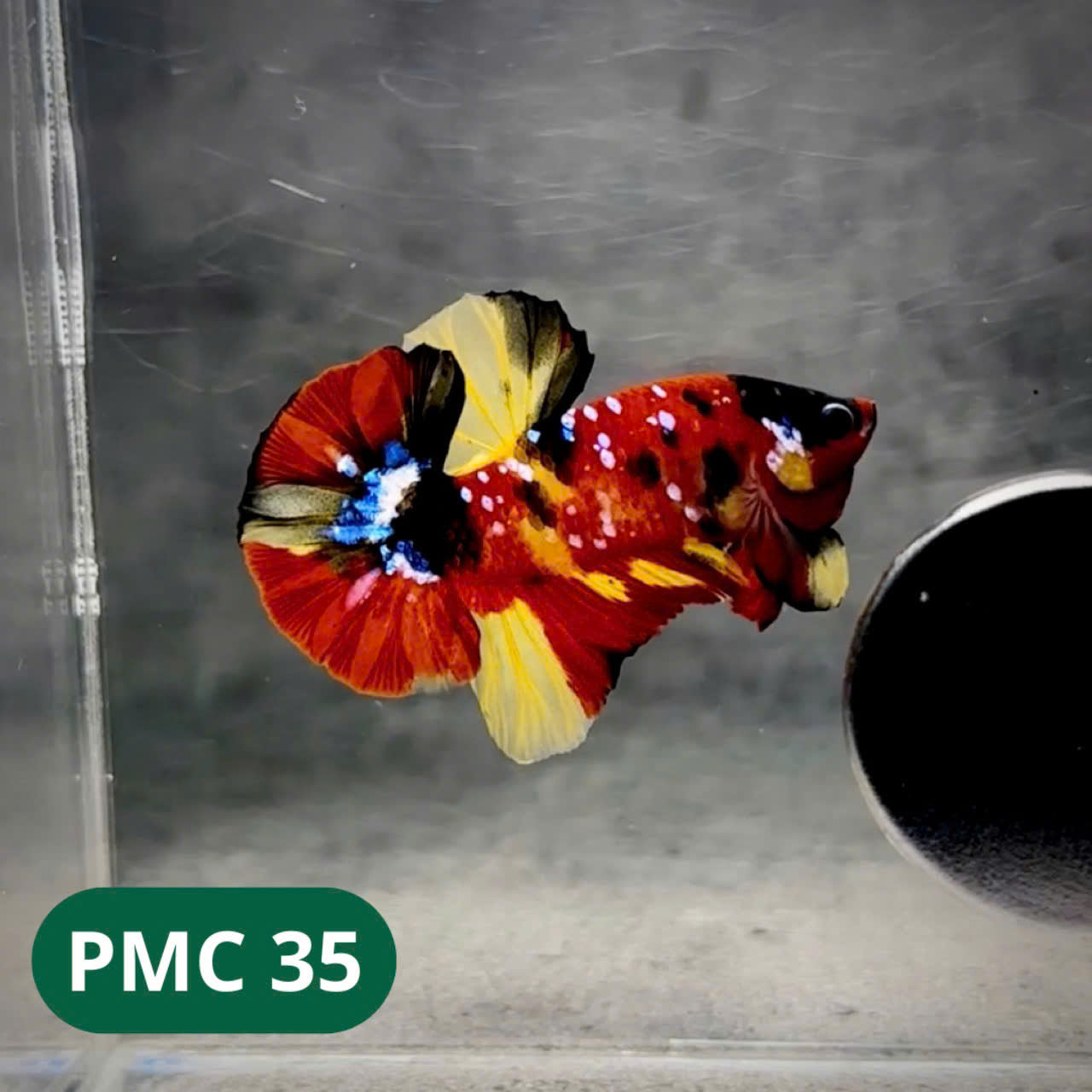 Multicolor Plakat Male Betta Fish |Show Grade| You Pick Fish