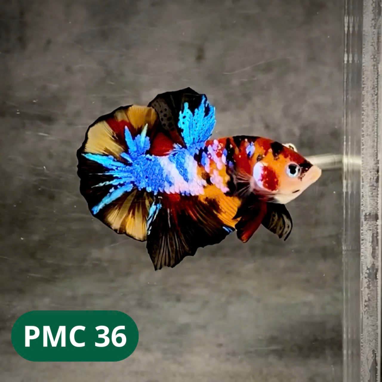 Multicolor Plakat Male Betta Fish |Show Grade| You Pick Fish