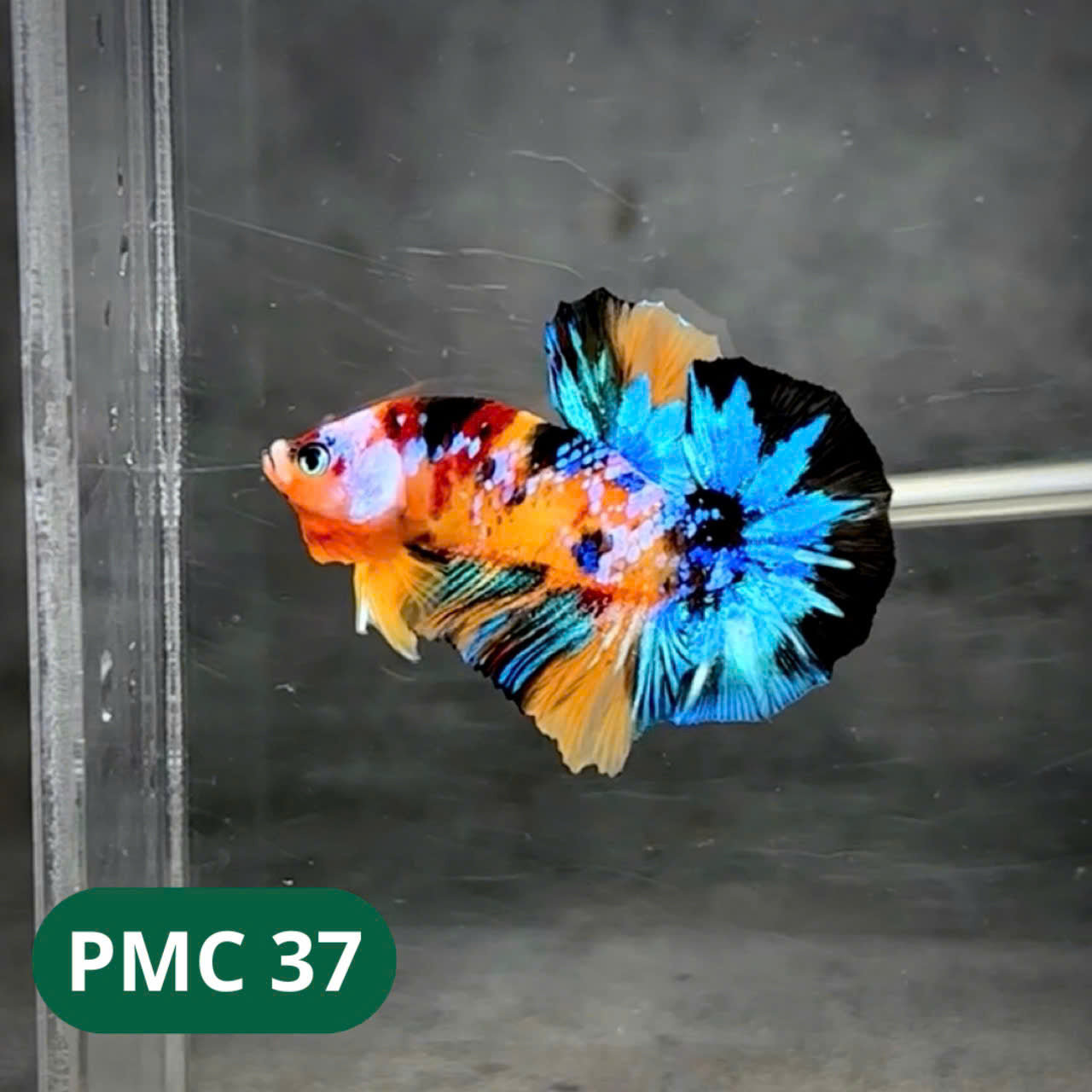 Multicolor Plakat Male Betta Fish |Show Grade| You Pick Fish