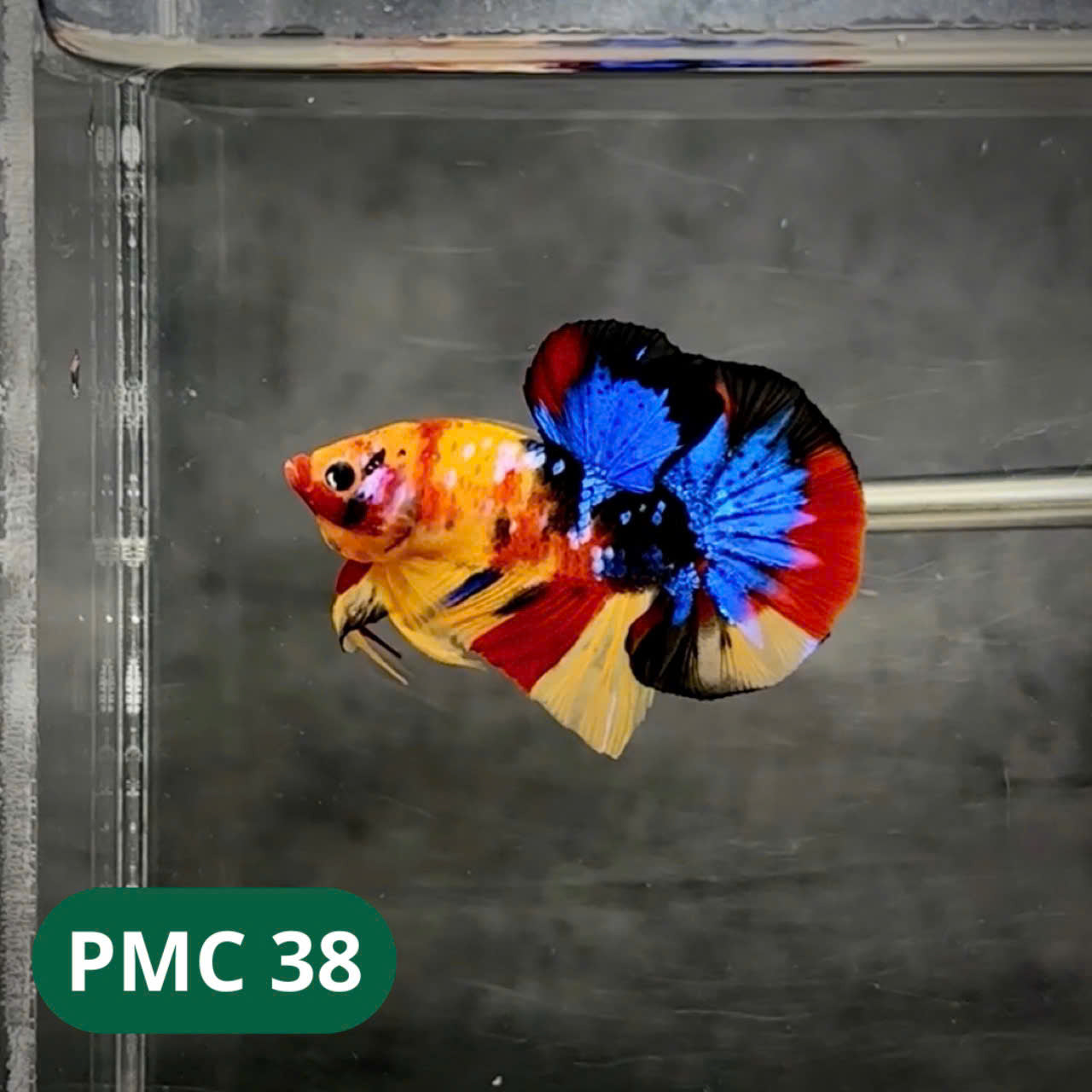 Multicolor Plakat Male Betta Fish |Show Grade| You Pick Fish