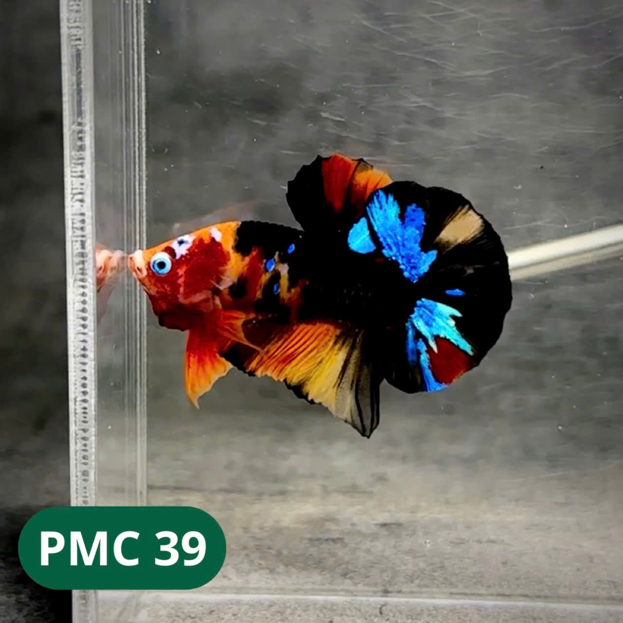 Multicolor Plakat Male Betta Fish |Show Grade| You Pick Fish