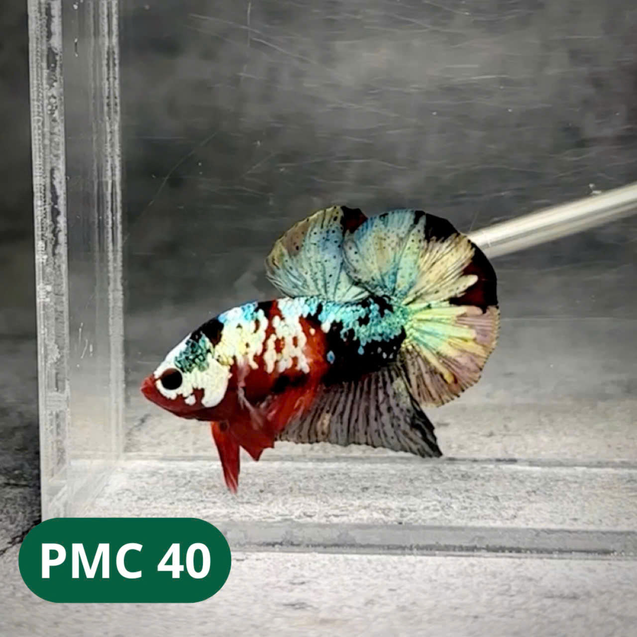 Multicolor Plakat Male Betta Fish |Show Grade| You Pick Fish