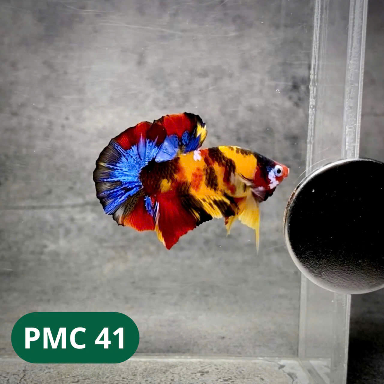 Multicolor Plakat Male Betta Fish |Show Grade| You Pick Fish