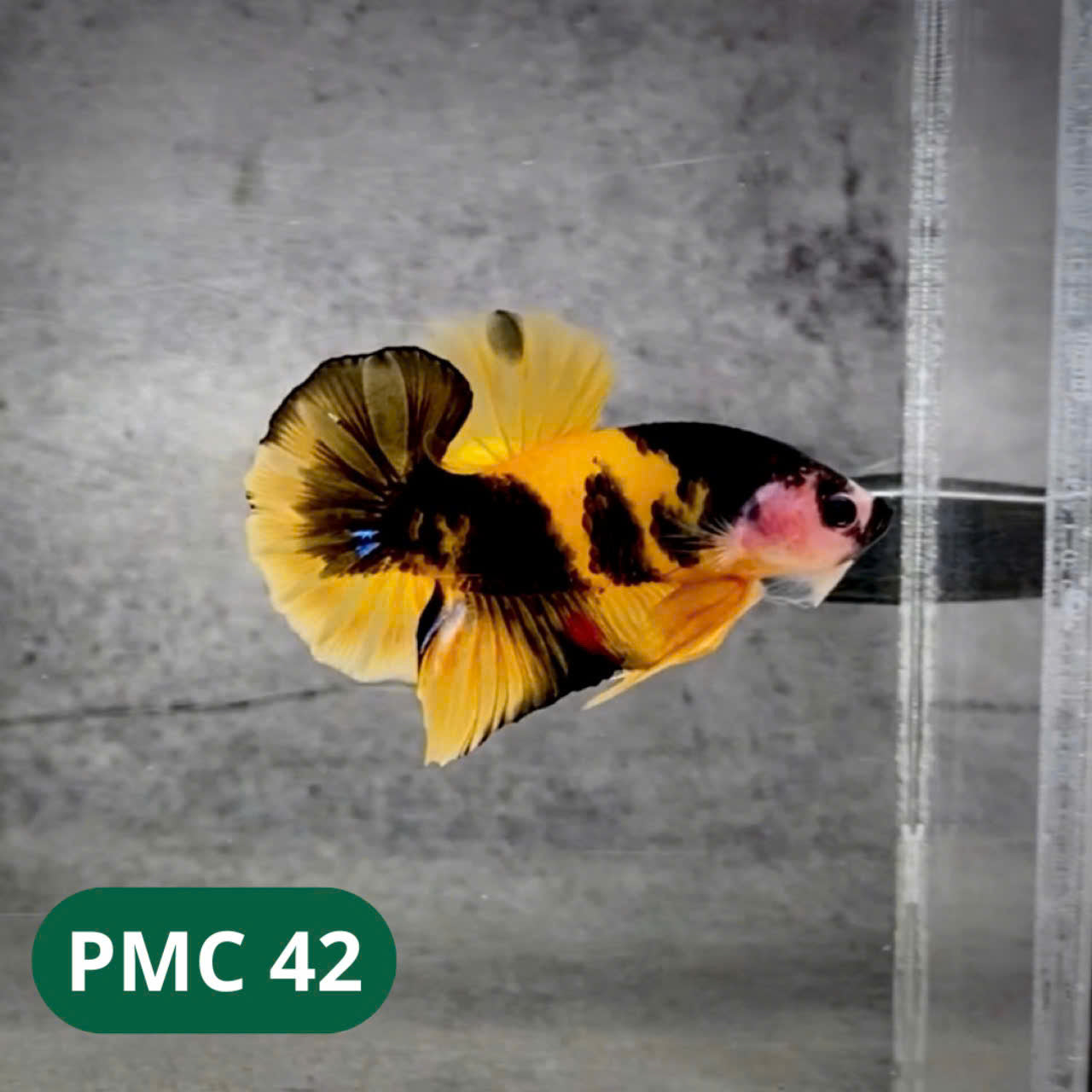 Multicolor Plakat Male Betta Fish |Show Grade| You Pick Fish
