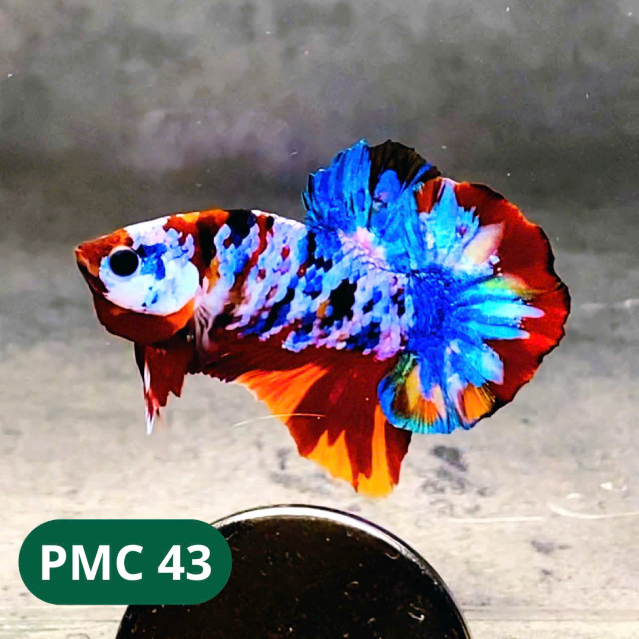 Multicolor Plakat Male Betta Fish |Show Grade| You Pick Fish