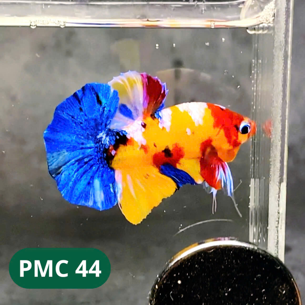 Multicolor Plakat Male Betta Fish |Show Grade| You Pick Fish