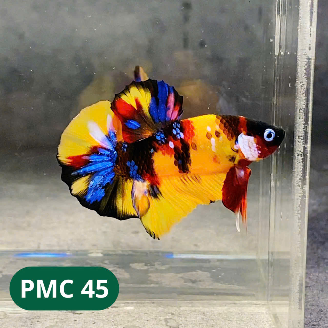 Multicolor Plakat Male Betta Fish |Show Grade| You Pick Fish