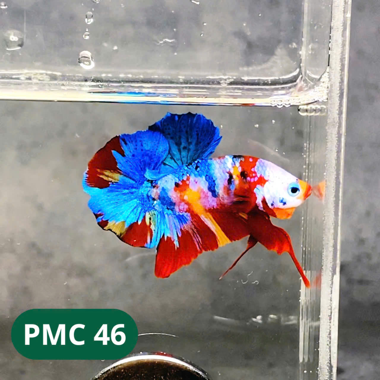 Multicolor Plakat Male Betta Fish |Show Grade| You Pick Fish