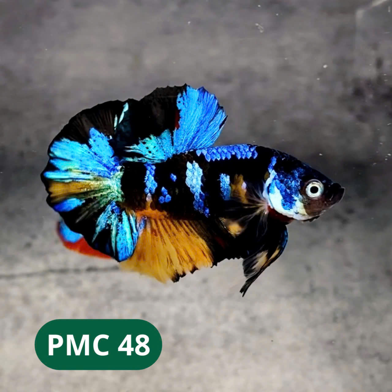 Multicolor Plakat Male Betta Fish |Show Grade| You Pick Fish