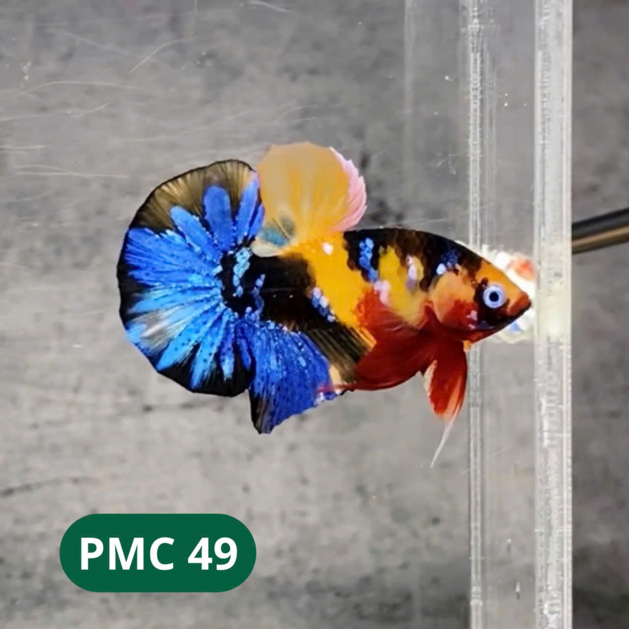 Multicolor Plakat Male Betta Fish |Show Grade| You Pick Fish