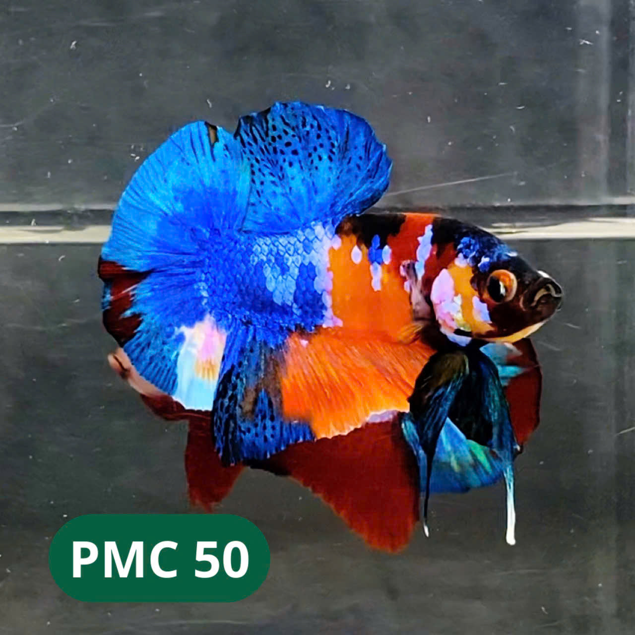 Multicolor Plakat Male Betta Fish |Show Grade| You Pick Fish