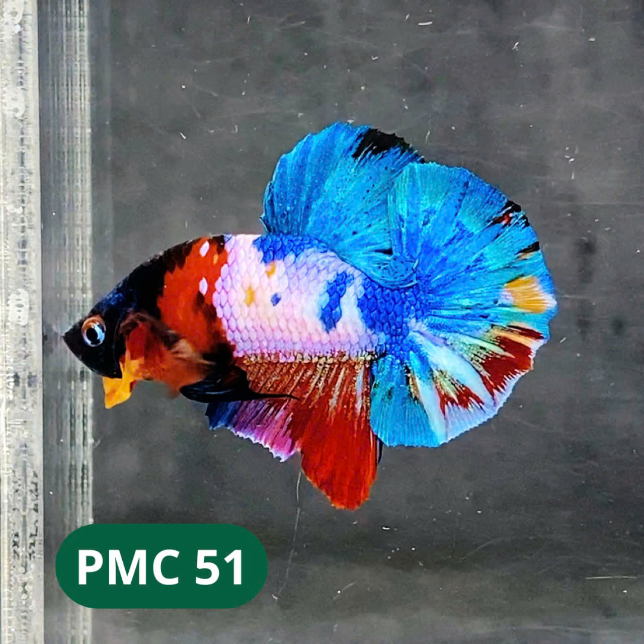 Multicolor Plakat Male Betta Fish |Show Grade| You Pick Fish