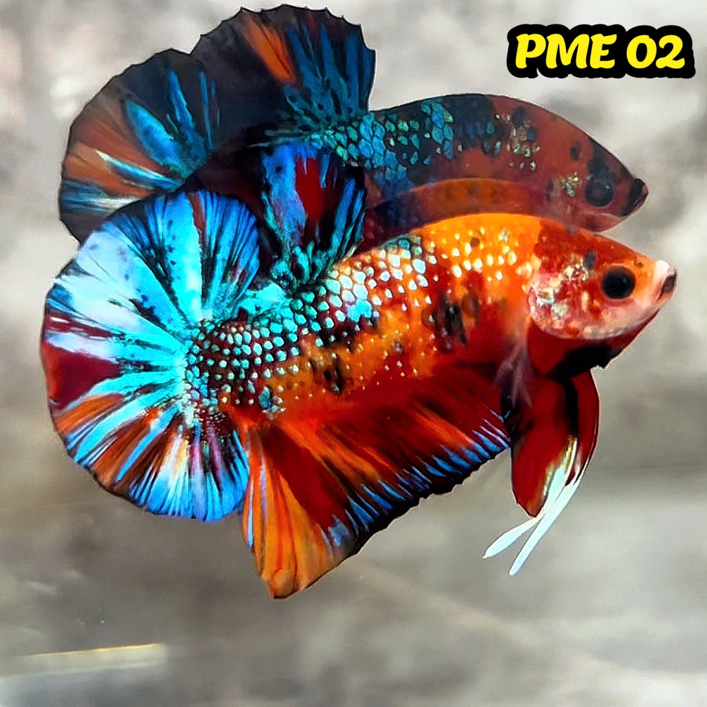 Metallic Plakat Betta Fish | You Pick Betta | Show Grade
