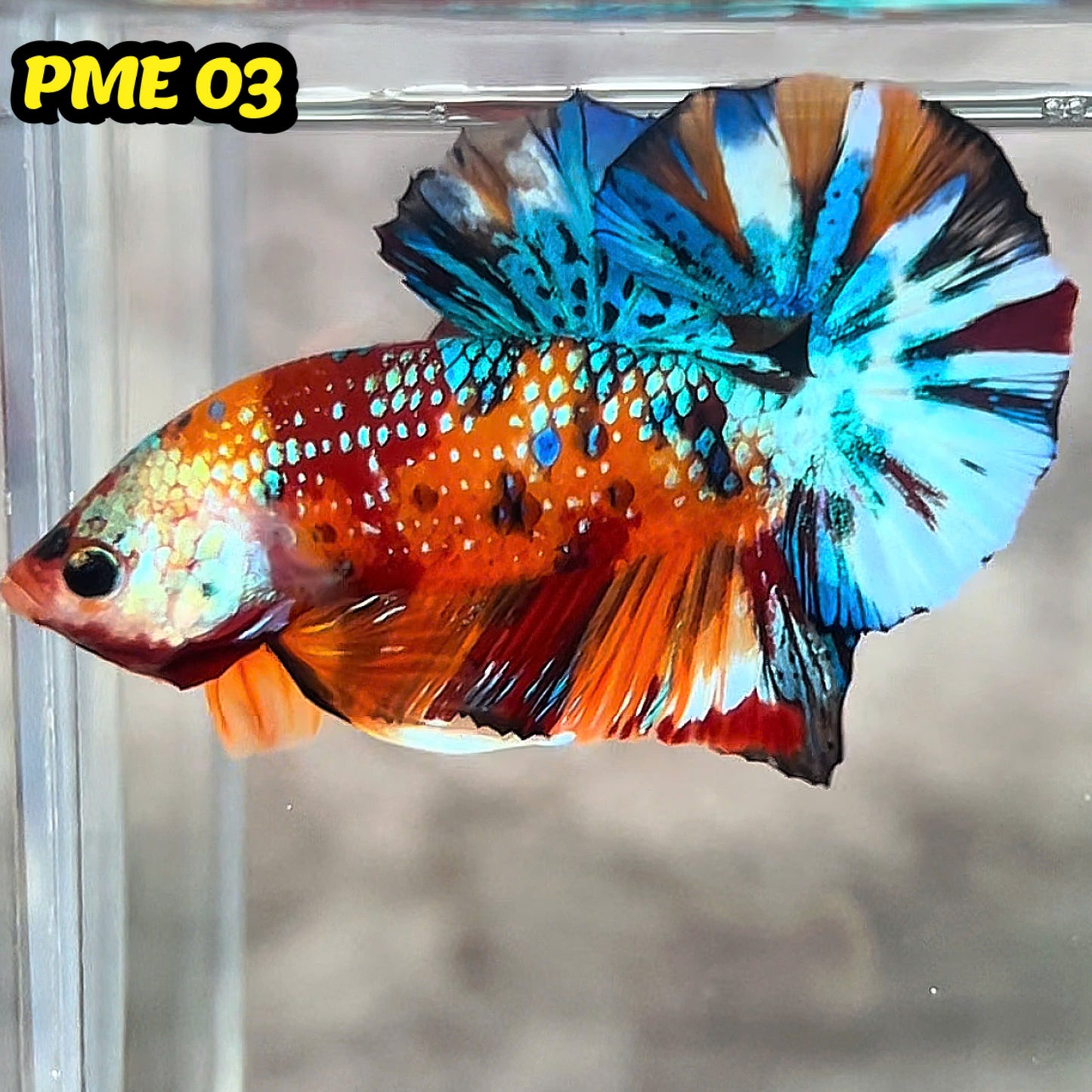 Metallic Plakat Betta Fish | You Pick Betta | Show Grade