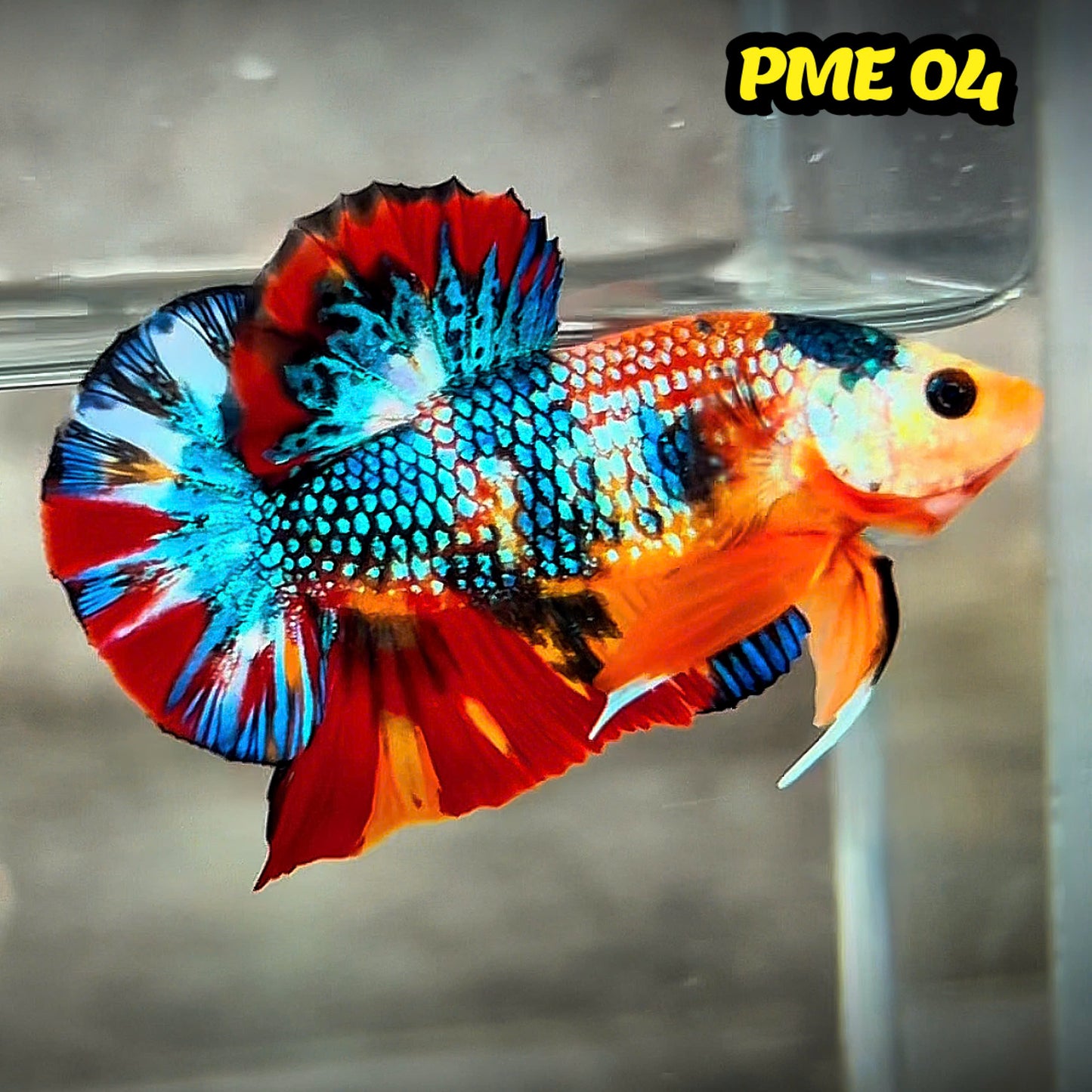 Metallic Plakat Betta Fish | You Pick Betta | Show Grade