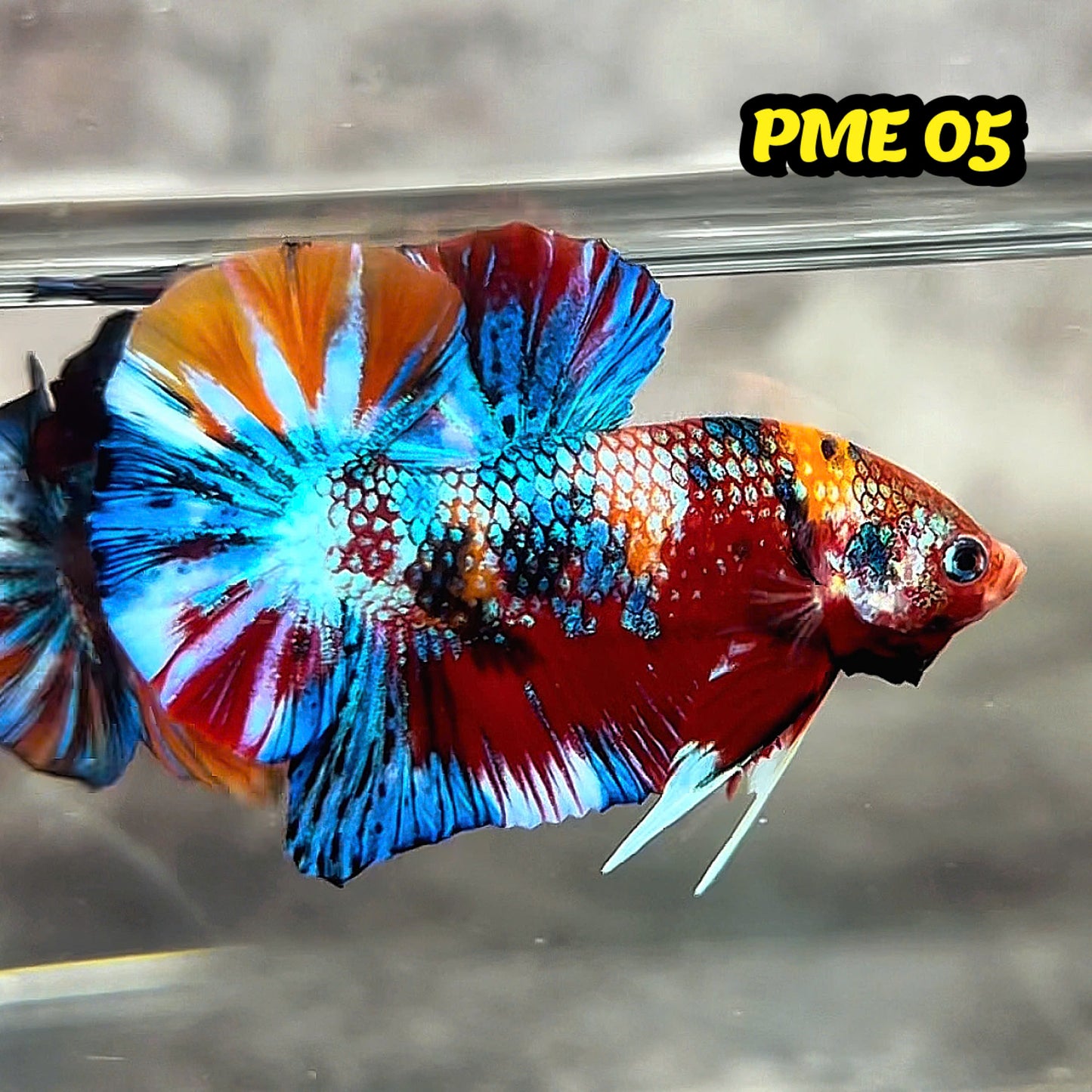 Metallic Plakat Betta Fish | You Pick Betta | Show Grade