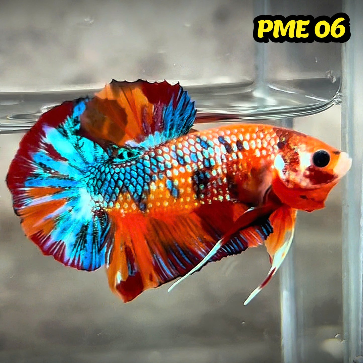 Metallic Plakat Betta Fish | You Pick Betta | Show Grade