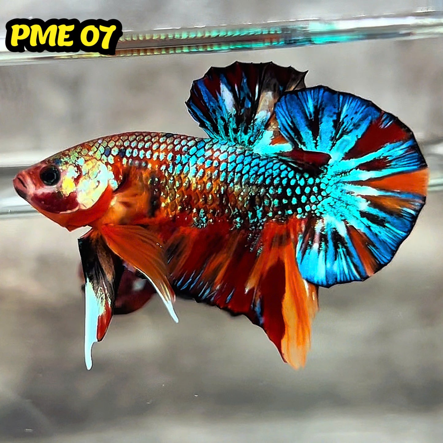 Metallic Plakat Betta Fish | You Pick Betta | Show Grade