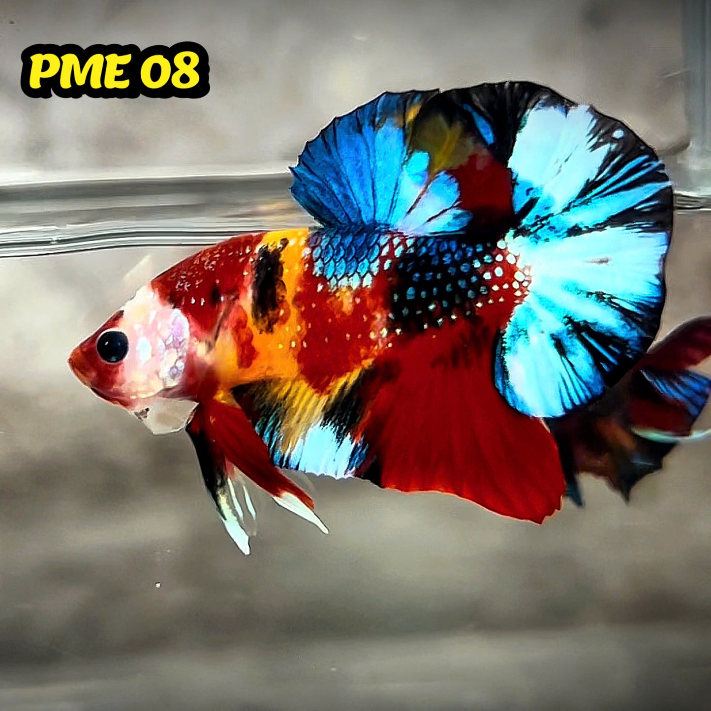 Metallic Plakat Betta Fish | You Pick Betta | Show Grade