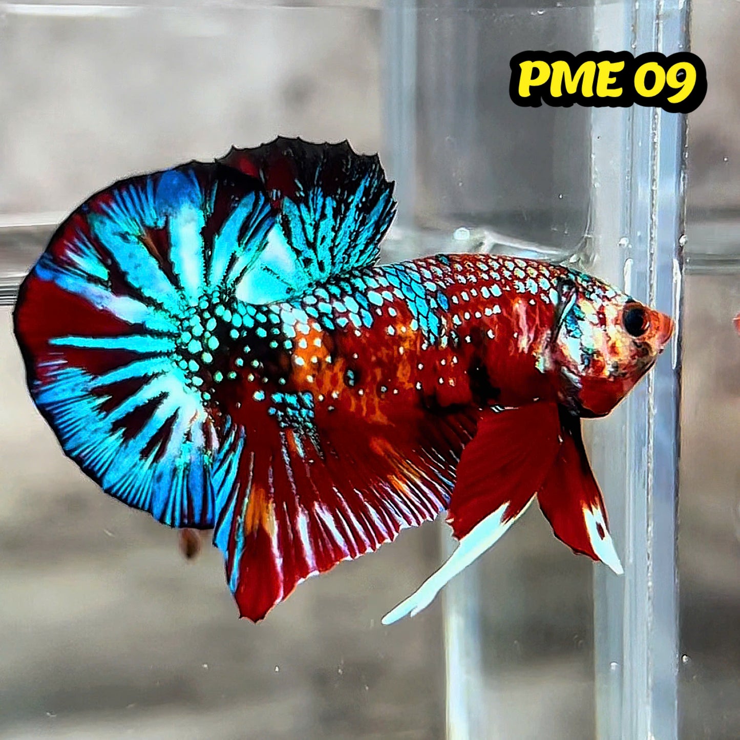 Metallic Plakat Betta Fish | You Pick Betta | Show Grade