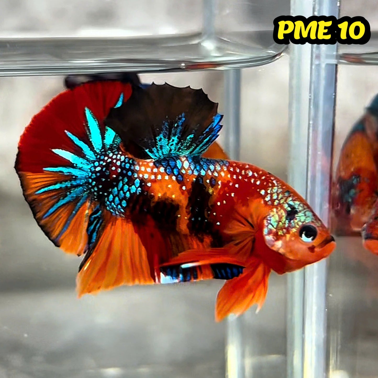 Metallic Plakat Betta Fish | You Pick Betta | Show Grade