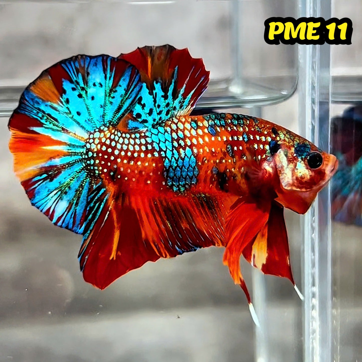 Metallic Plakat Betta Fish | You Pick Betta | Show Grade