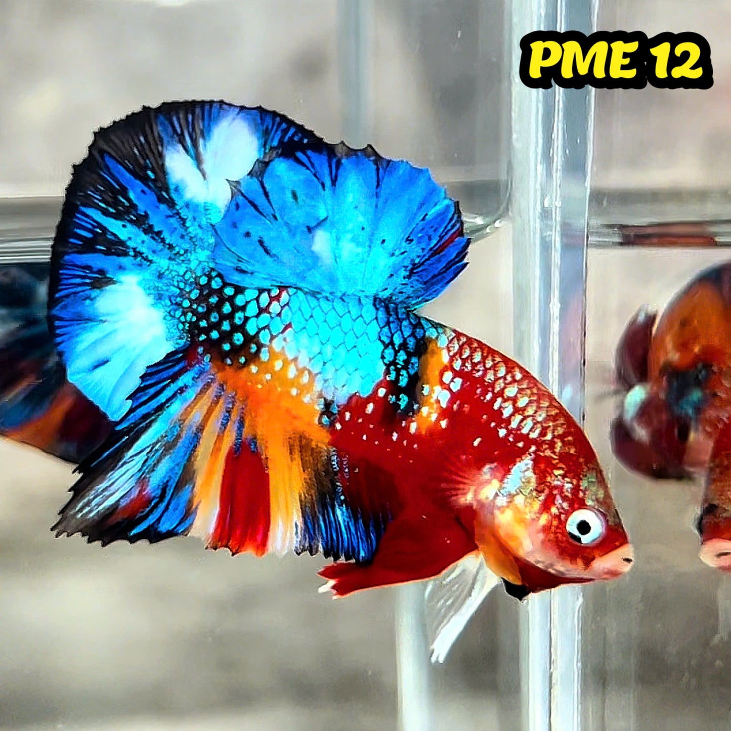 Metallic Plakat Betta Fish | You Pick Betta | Show Grade
