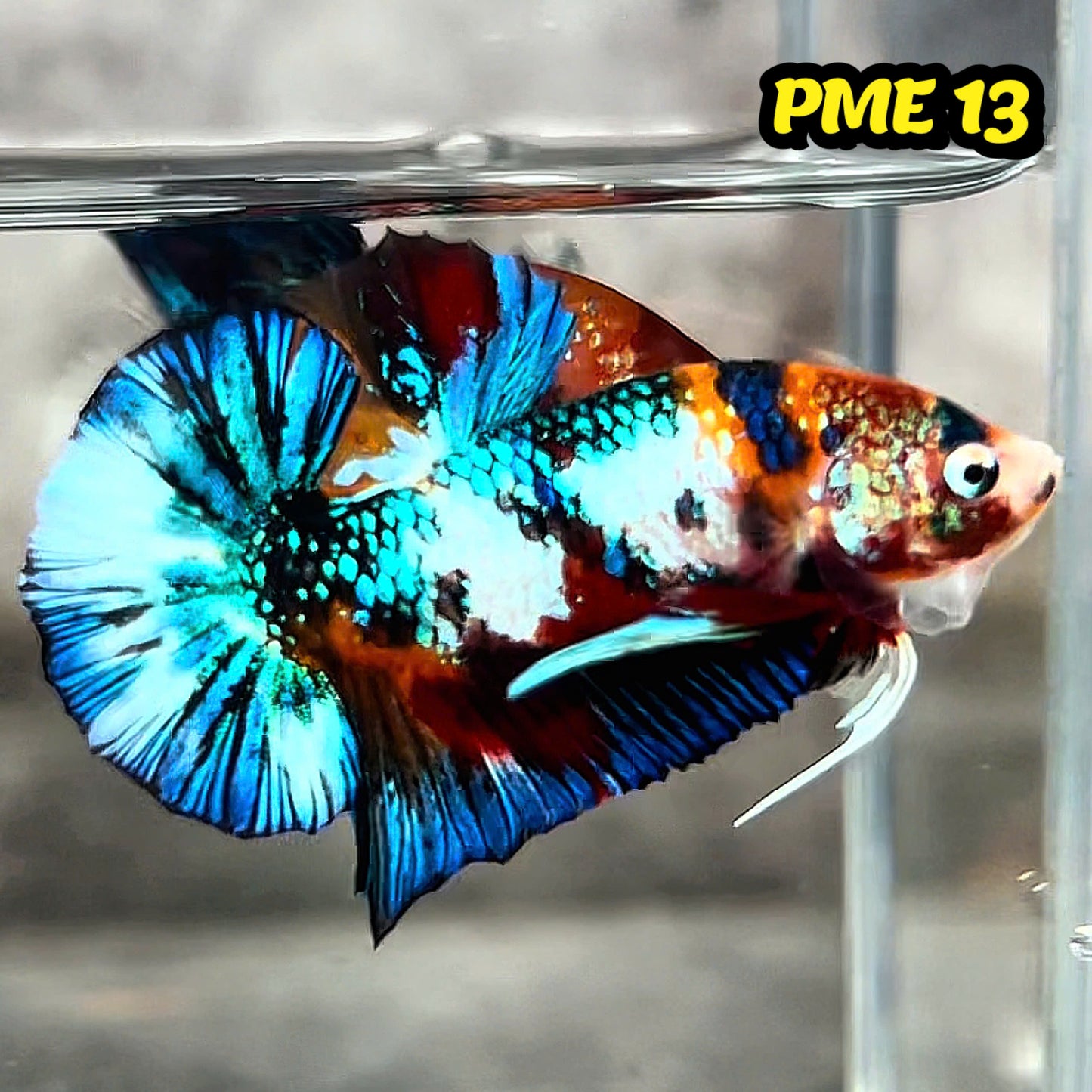Metallic Plakat Betta Fish | You Pick Betta | Show Grade