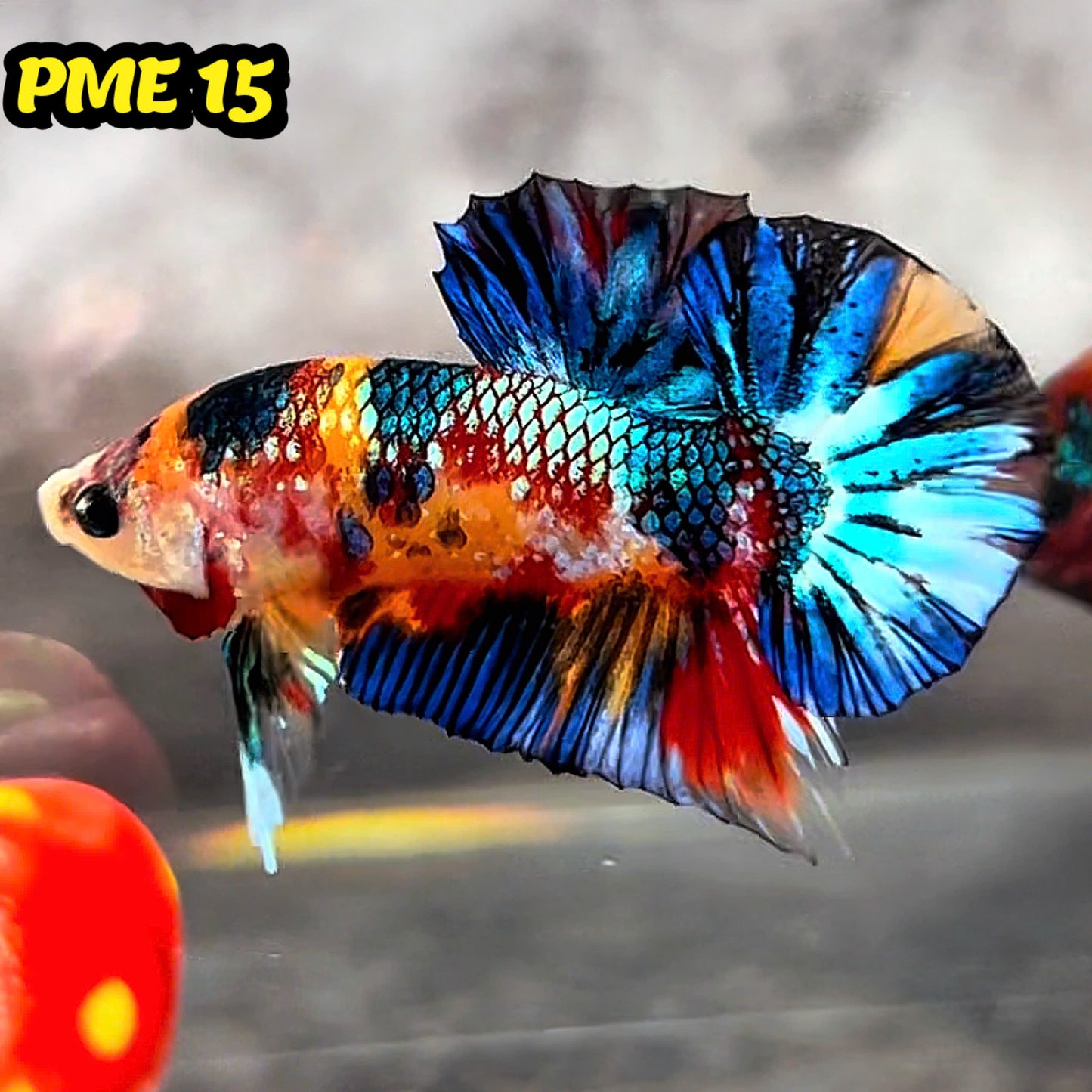 Metallic Plakat Betta Fish | You Pick Betta | Show Grade