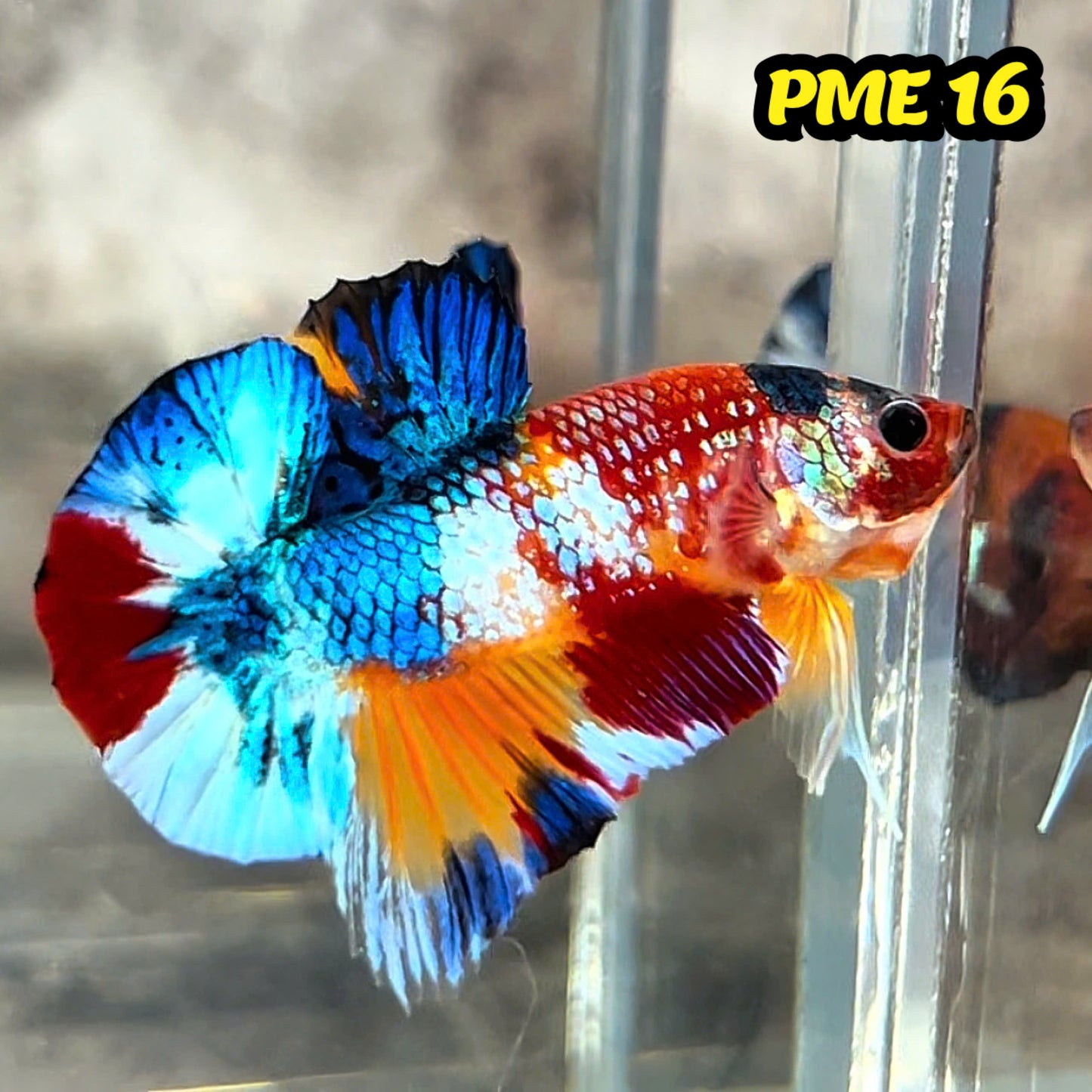 Metallic Plakat Betta Fish | You Pick Betta | Show Grade