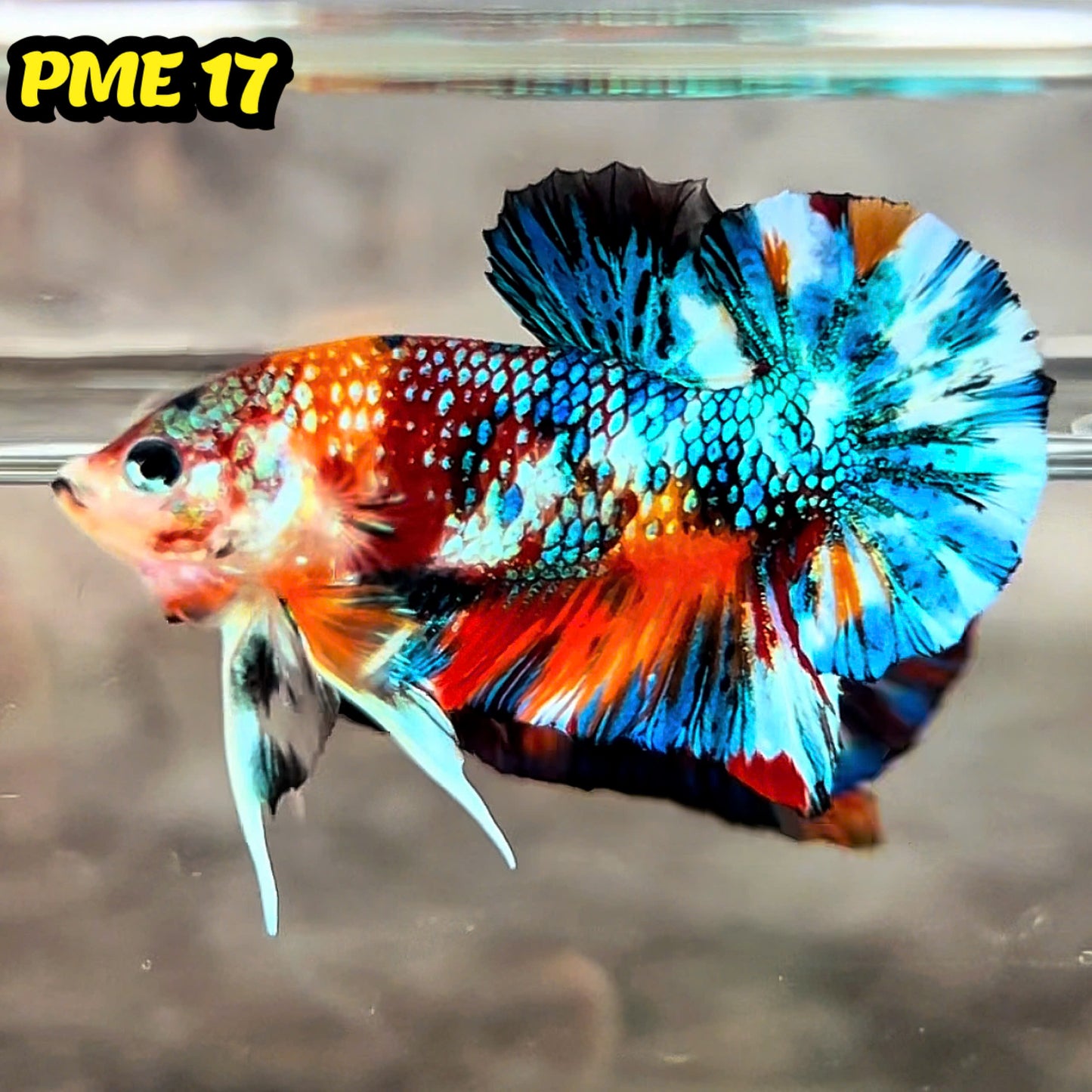 Metallic Plakat Betta Fish | You Pick Betta | Show Grade