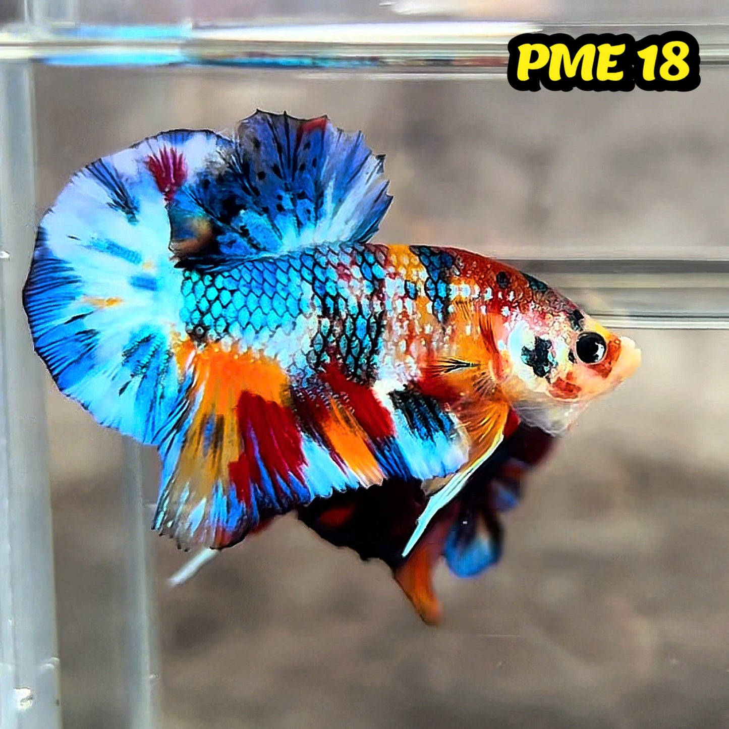 Metallic Plakat Betta Fish | You Pick Betta | Show Grade