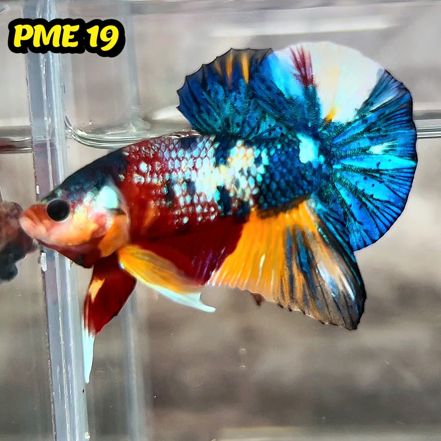 Metallic Plakat Betta Fish | You Pick Betta | Show Grade