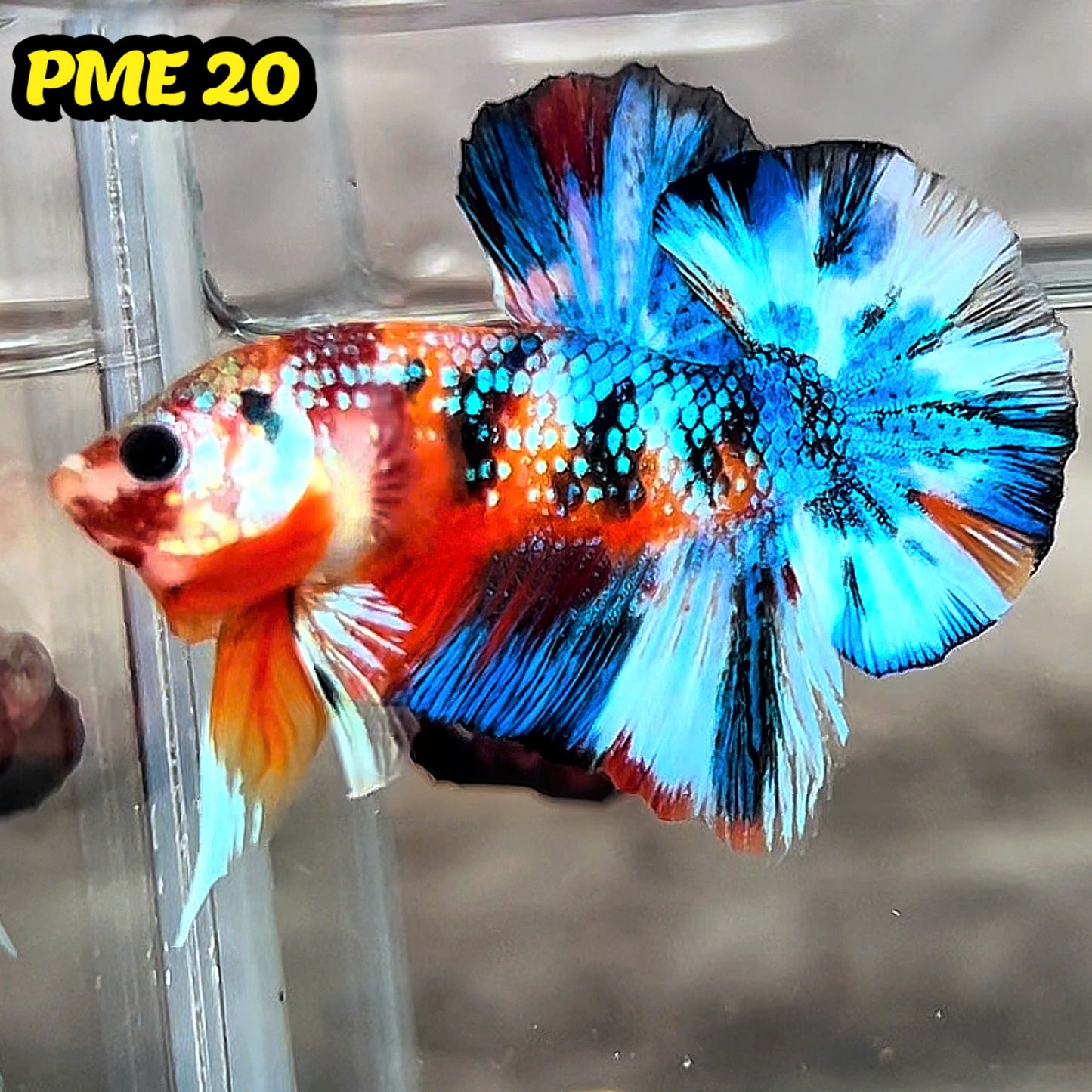 Metallic Plakat Betta Fish | You Pick Betta | Show Grade