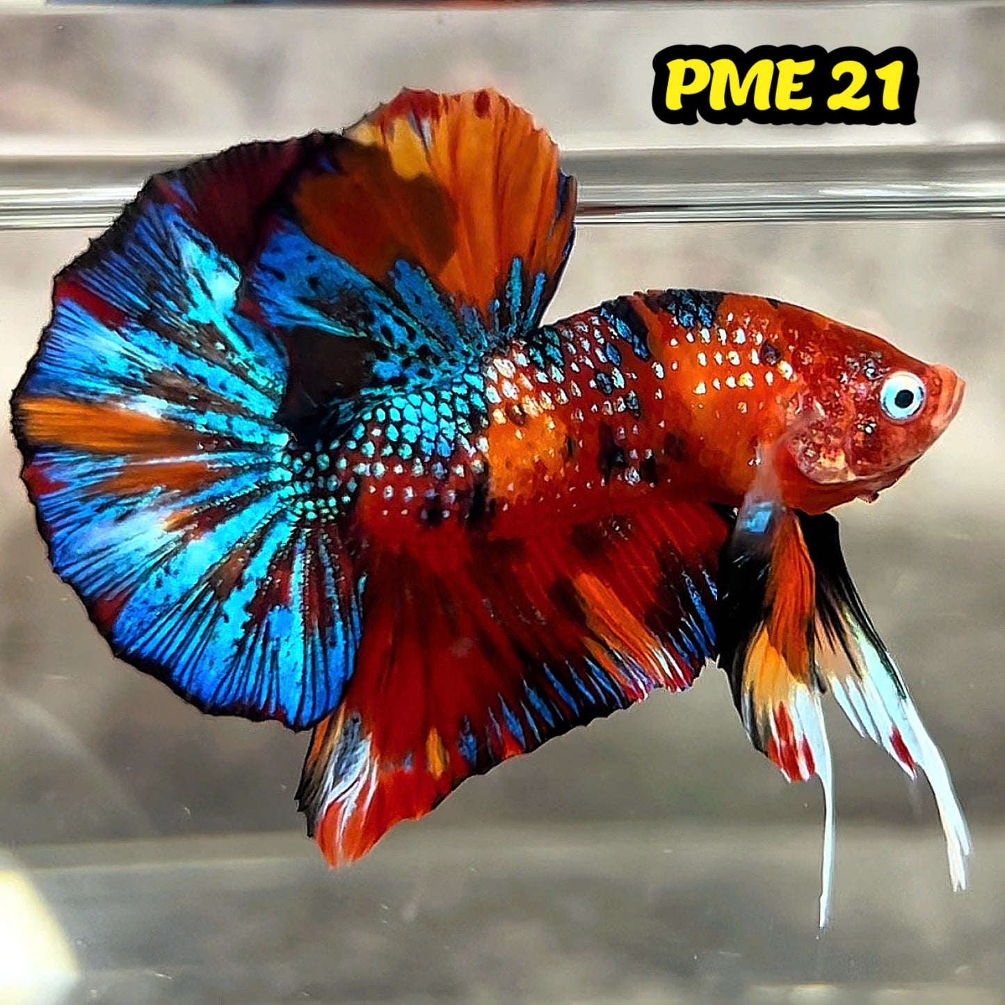 Metallic Plakat Betta Fish | You Pick Betta | Show Grade