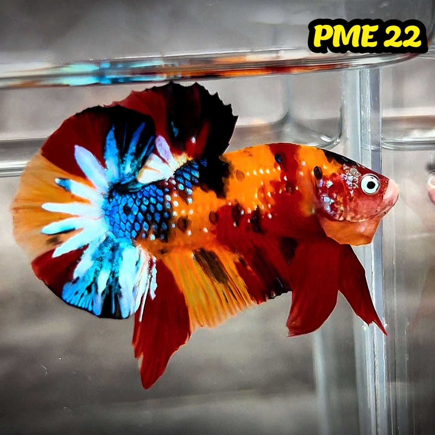 Metallic Plakat Betta Fish | You Pick Betta | Show Grade